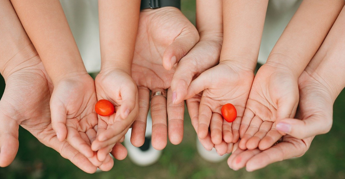 tomato in palms of hands